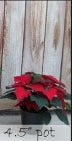 Small Holiday Poinsettia