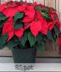 Large Holiday Poinsettia
