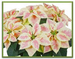 Quick Select: Holiday Poinsettia - All Sizes and Colors