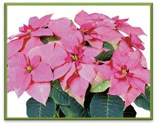 Pink Holiday Poinsettia