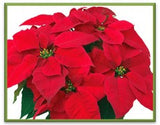 Classic Red Holiday Poinsettia