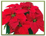 Medium Holiday Poinsettia