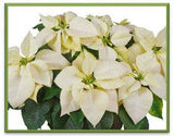 Large Holiday Poinsettia