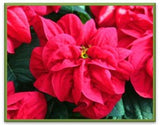 Winter Rose Red  Holiday Poinsettia