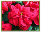Large Holiday Poinsettia